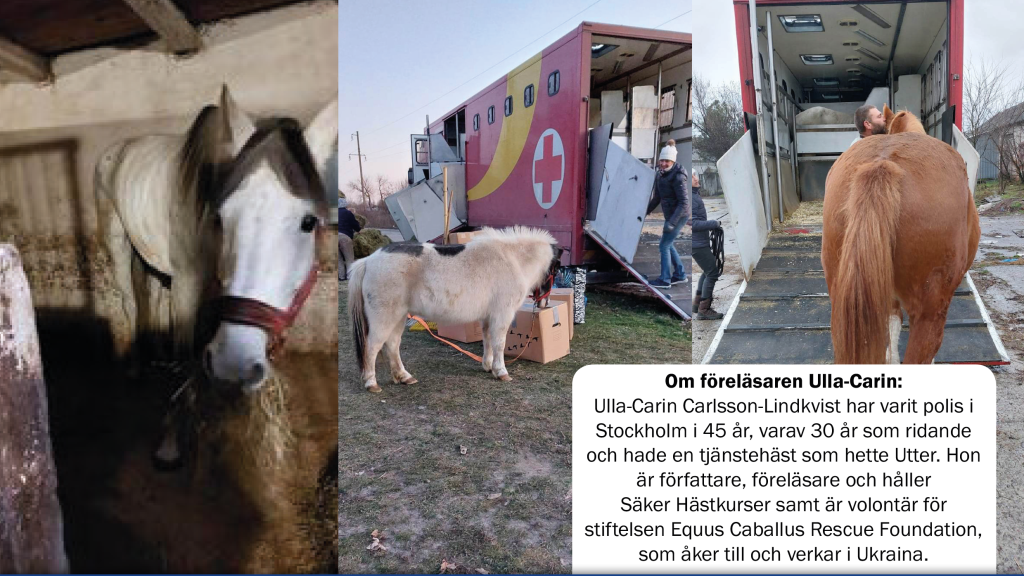 hästar i Ukraina